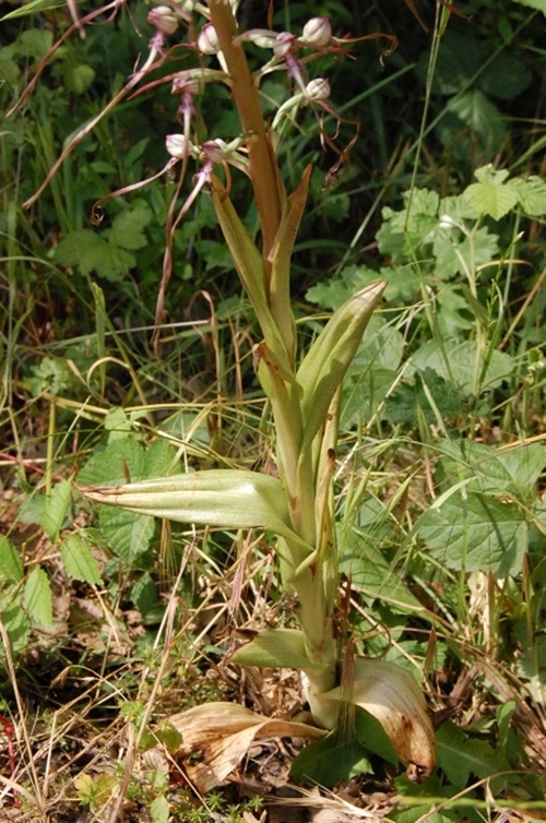 A caccia di orchidee tra i boschi dell''Appennino laziale